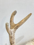 Antique 12 point antlers