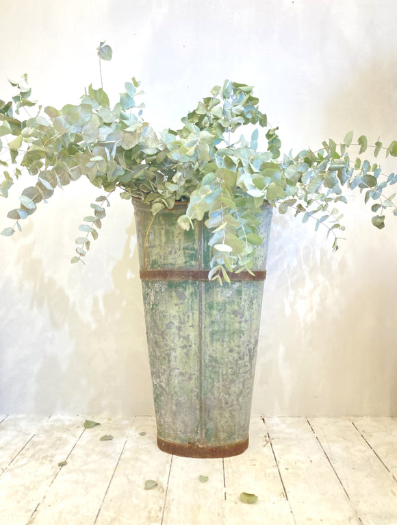 Old French grape hod