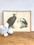 Early 1900's Hungarian bird print A