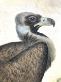 Early 1900's Hungarian bird print A