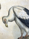 Early 1900's Hungarian bird print A