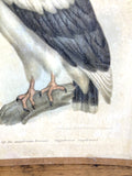 Early 1900's Hungarian bird print A