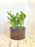 Galvanised tub planter
