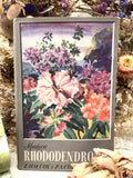 Modern Rhododendrons - 1955 Gardening Book