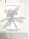 Modern Rhododendrons - 1955 Gardening Book