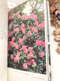Rhododendrons & Magnolias - 1957 Gardening Book