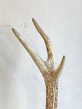 Antique 12 point antlers
