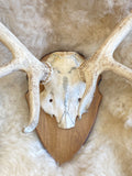 Antique 12 point antlers